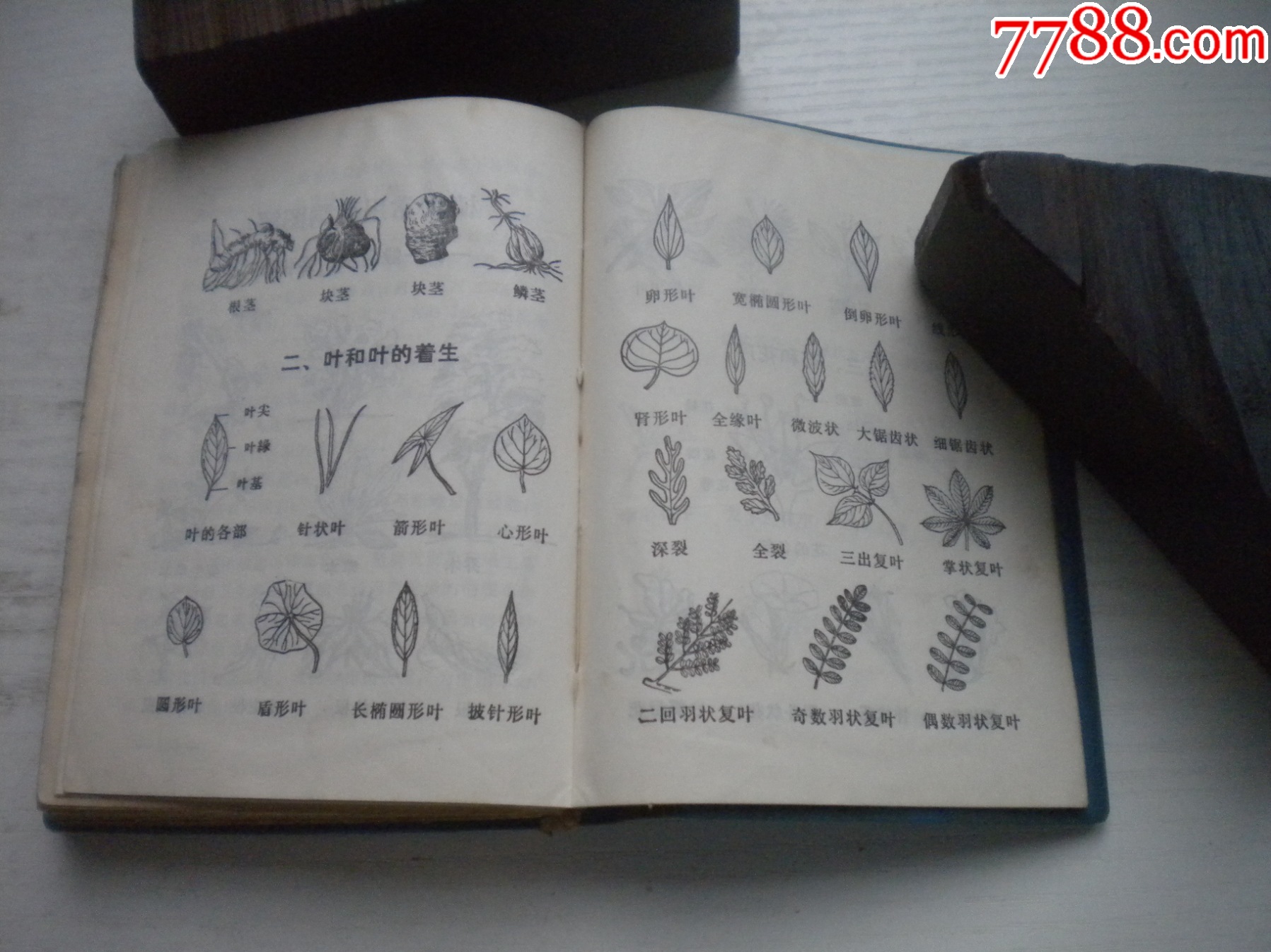 《遼寧常用中草藥手冊(cè)》前面有撕頁(yè)，64開(kāi)精裝集體著，441號(hào)，遼寧新華書店_價(jià)格30元【盛京萬(wàn)泉書店】_第17張_7788收藏__收藏?zé)峋€