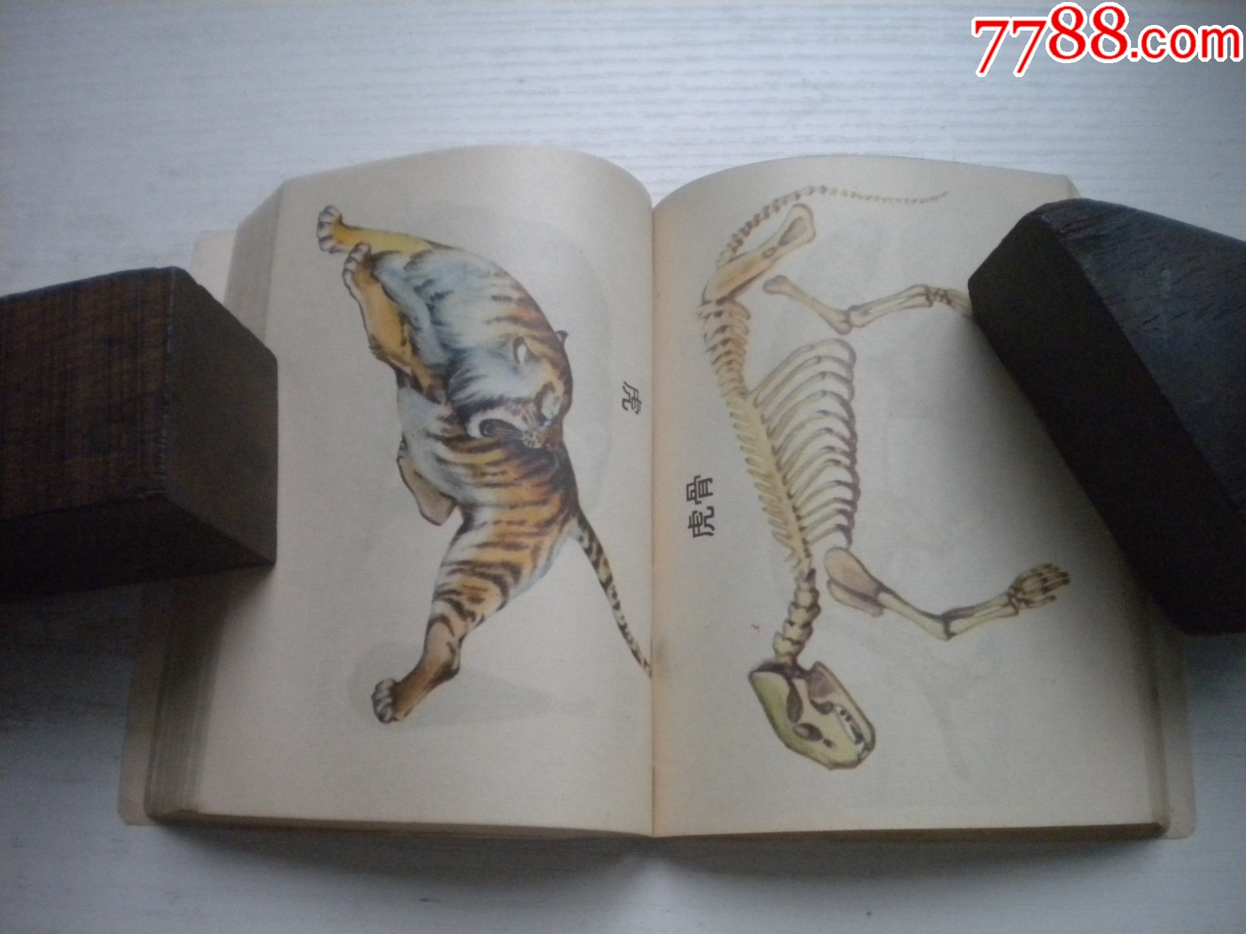 《中藥材收購手冊(cè)》，64開集體著，443號(hào)，黑龍江1975.5出版9.5品，_價(jià)格30元【盛京萬泉書店】_第15張_7788收藏__收藏?zé)峋€
