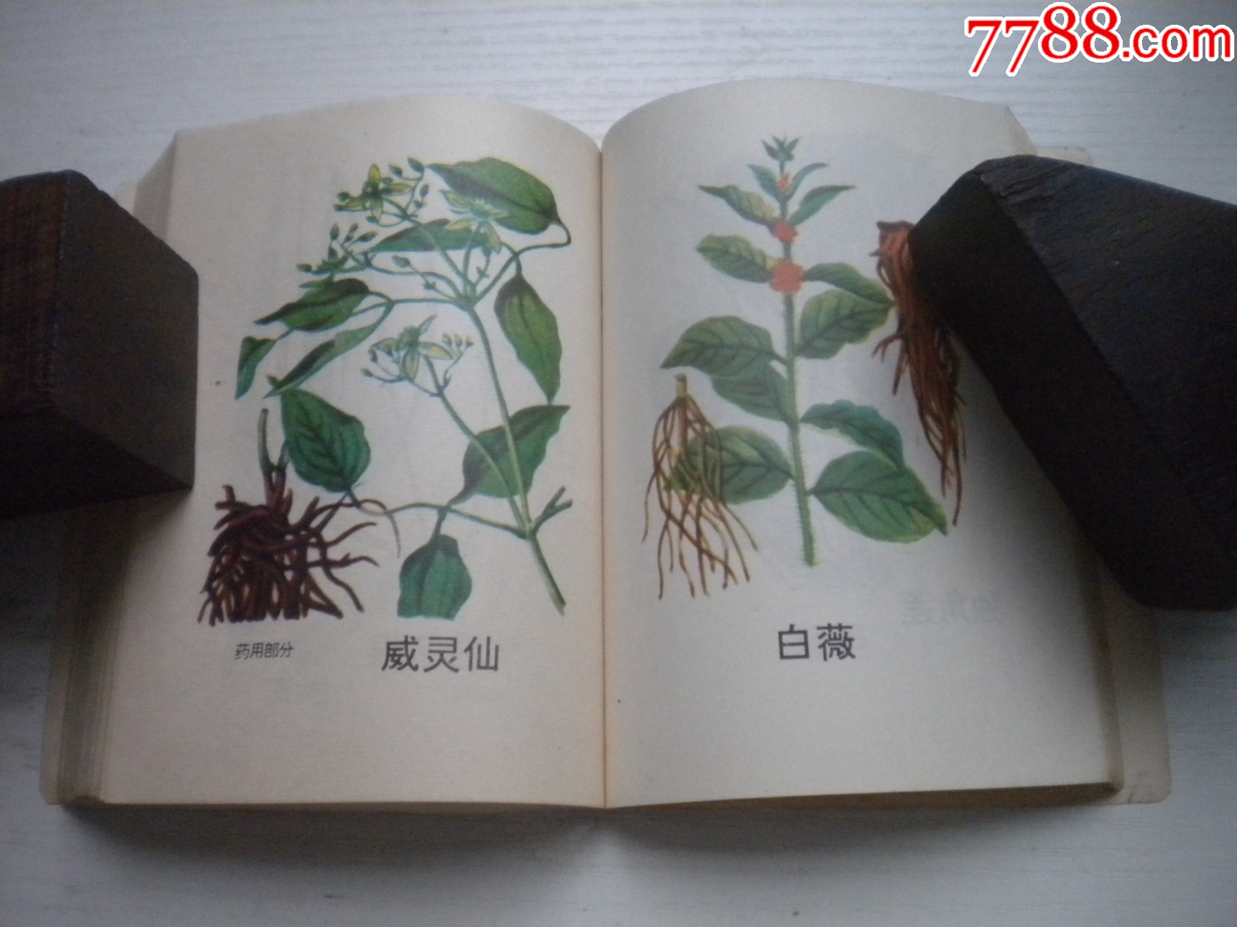 《中藥材收購手冊(cè)》，64開集體著，443號(hào)，黑龍江1975.5出版9.5品，_價(jià)格30元【盛京萬泉書店】_第16張_7788收藏__收藏?zé)峋€