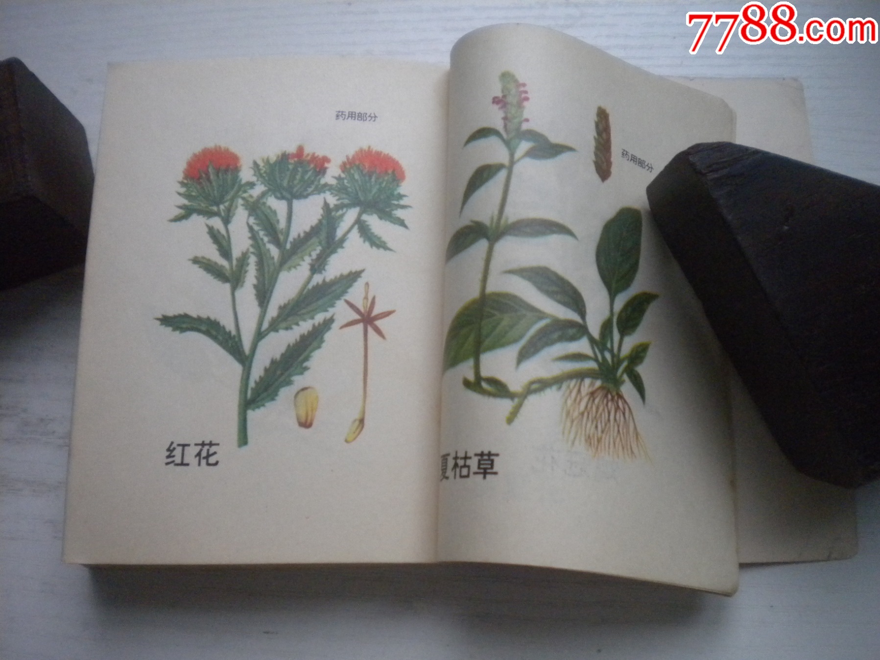 《中藥材收購手冊(cè)》，64開集體著，443號(hào)，黑龍江1975.5出版9.5品，_價(jià)格30元【盛京萬泉書店】_第17張_7788收藏__收藏?zé)峋€