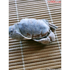 泥盆纪时期化石（3-4亿年）贝化石，包真包邮，编号KN5_动植物