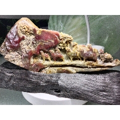 昌化鸡血石_昌化石_兰亭序寿山石【7788旧书网】