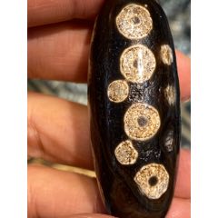 真作 月岡芳年 金太郎捕鯉図 明治18年（1885） 木版画