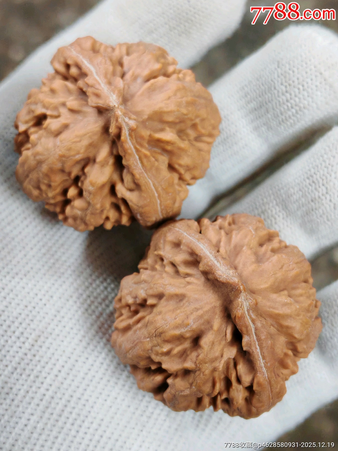 全品无修霸王龙核桃(39023)-文玩核桃-7788商城