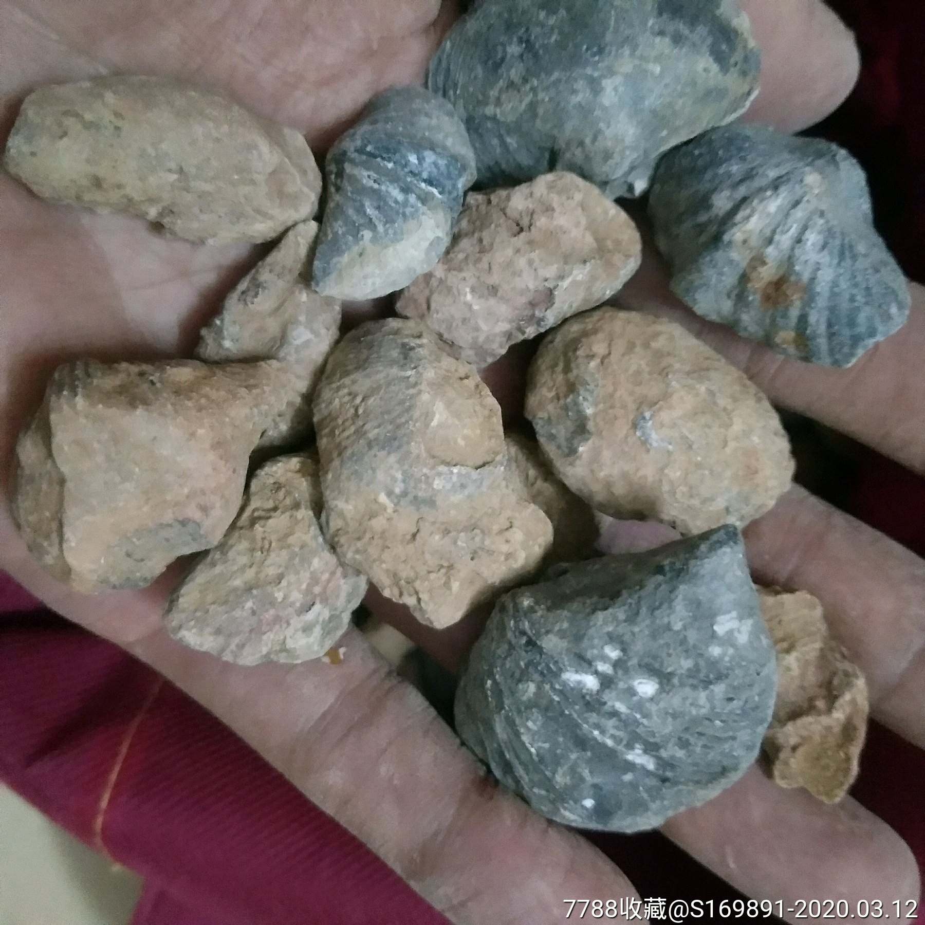 天然贝壳类化石,1~3亿年前,自己捡来的,便宜卖