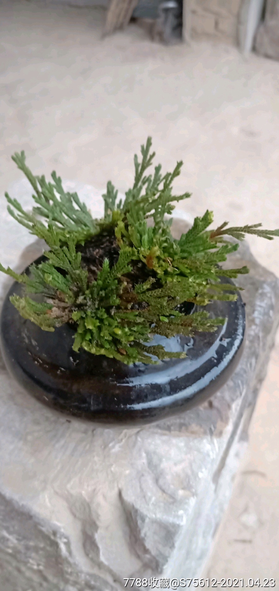 还阳草,