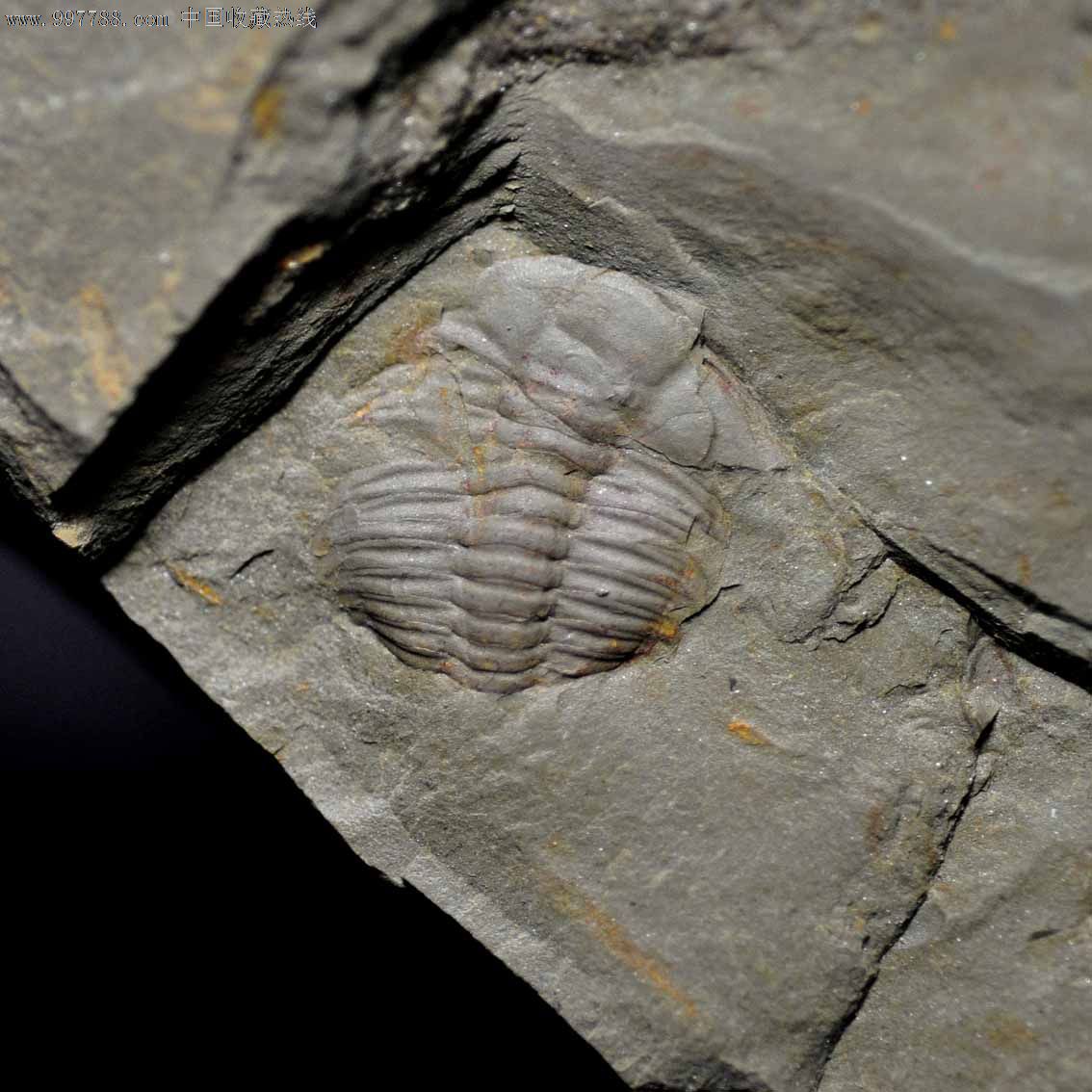 三叶虫化石-大古油栉虫类长度1.35cm真品