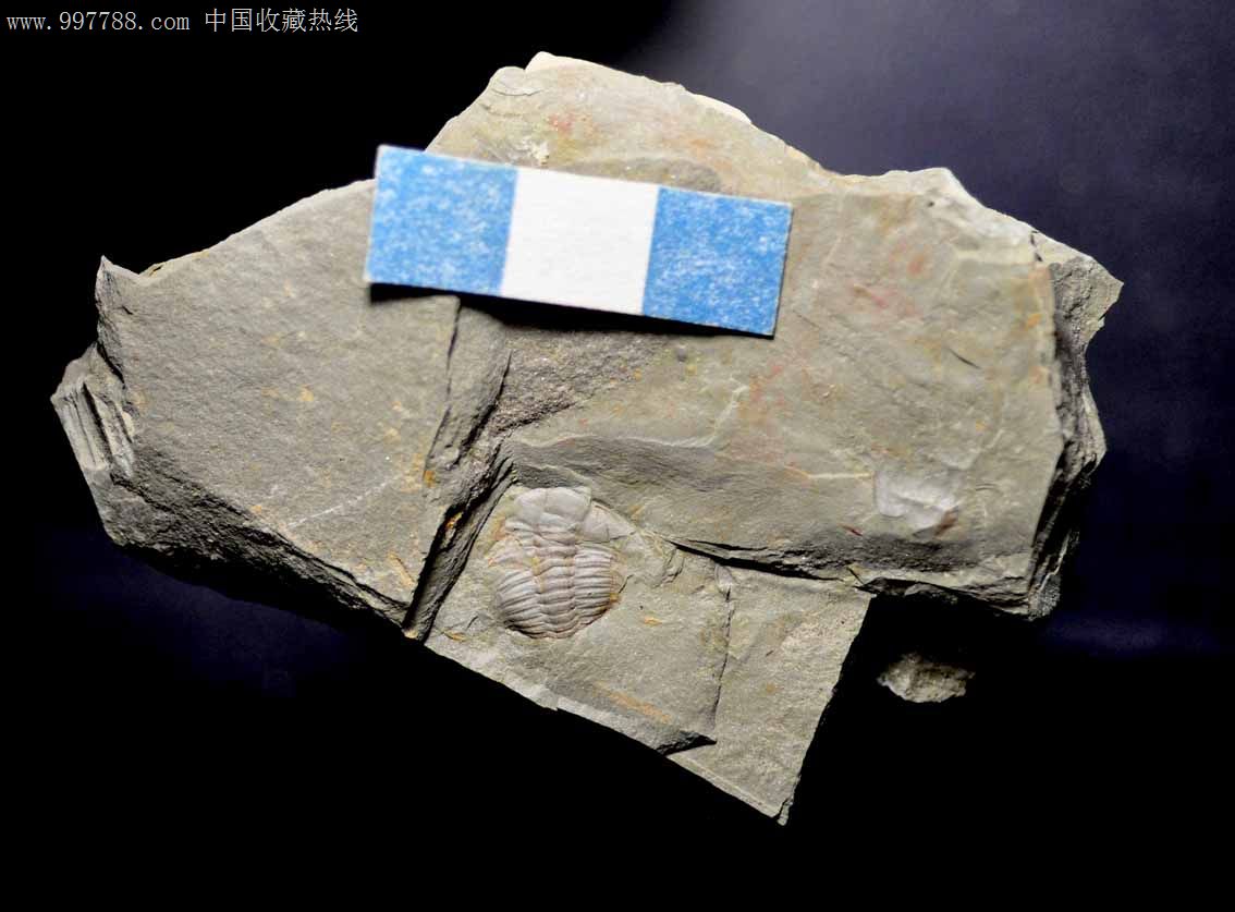 三叶虫化石-大古油栉虫类长度1.35cm真品
