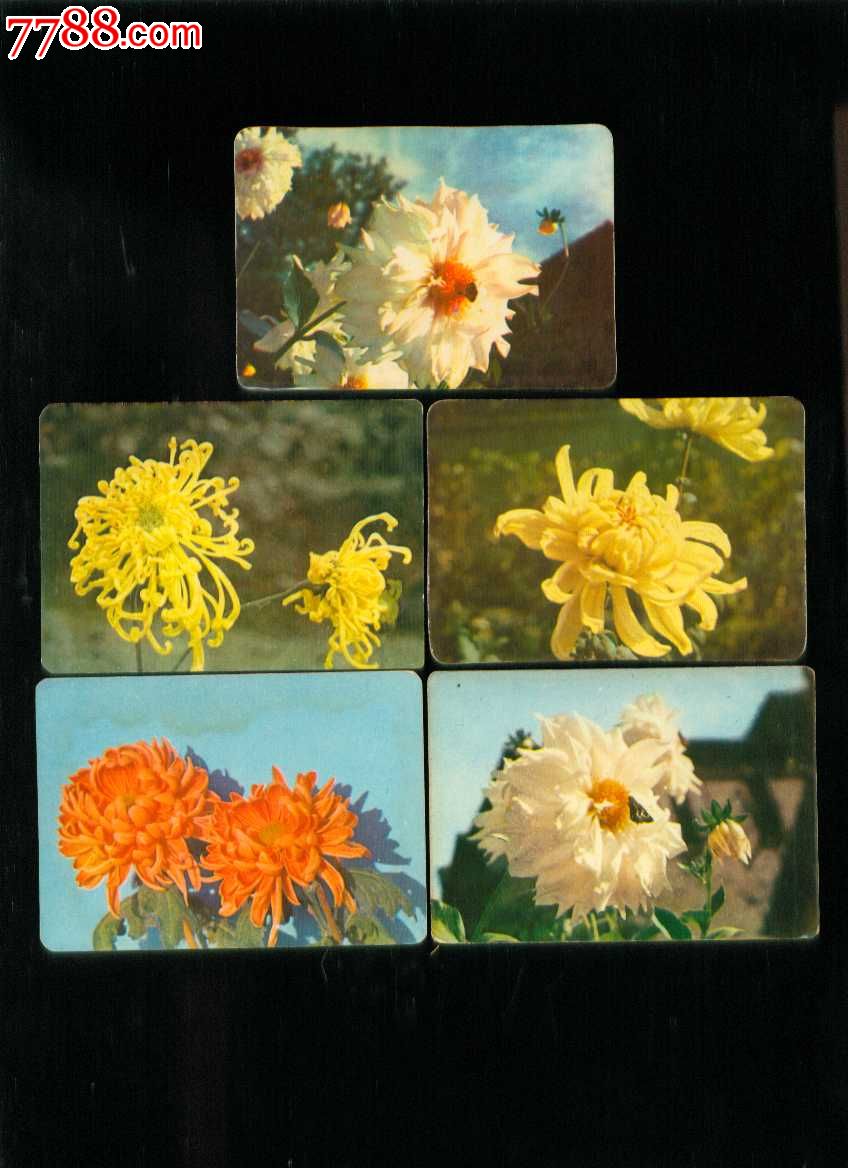 1975年花卉年历片5张全_价格10元_第1张_7788收藏__收藏热线
