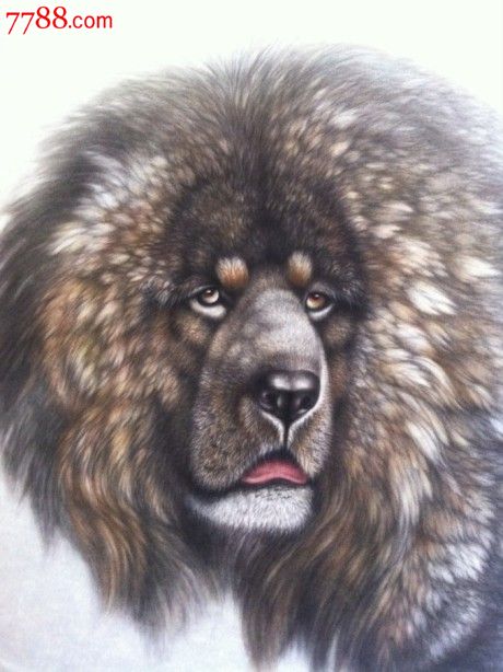 国画字画工笔画工笔藏獒高尚斌鳌头