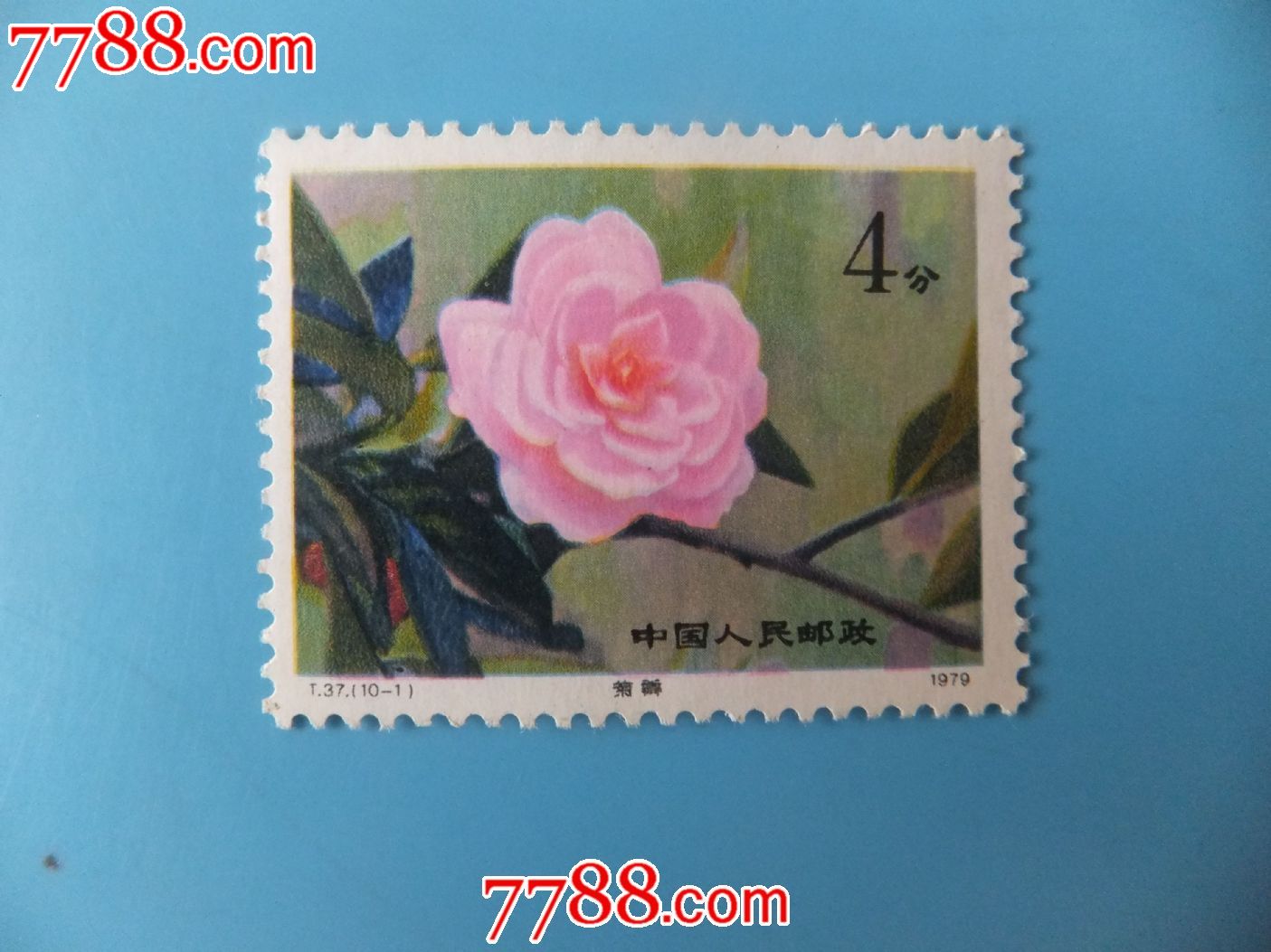 t37山茶花-价格:2元-se20540787-新中国邮票-零售-7788收藏__收藏热线