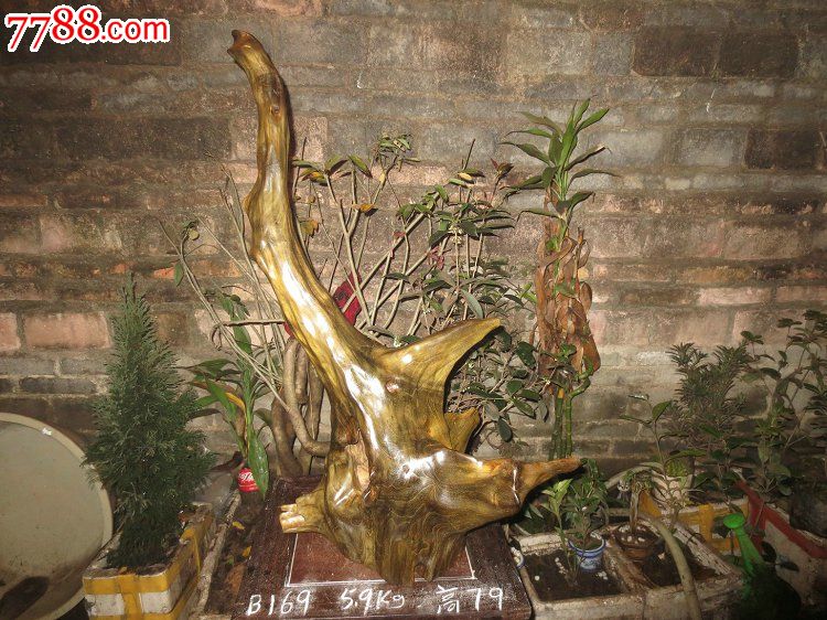 阴沉柘木天然摆件黄金木绿料琥珀感古沉木原生态根艺