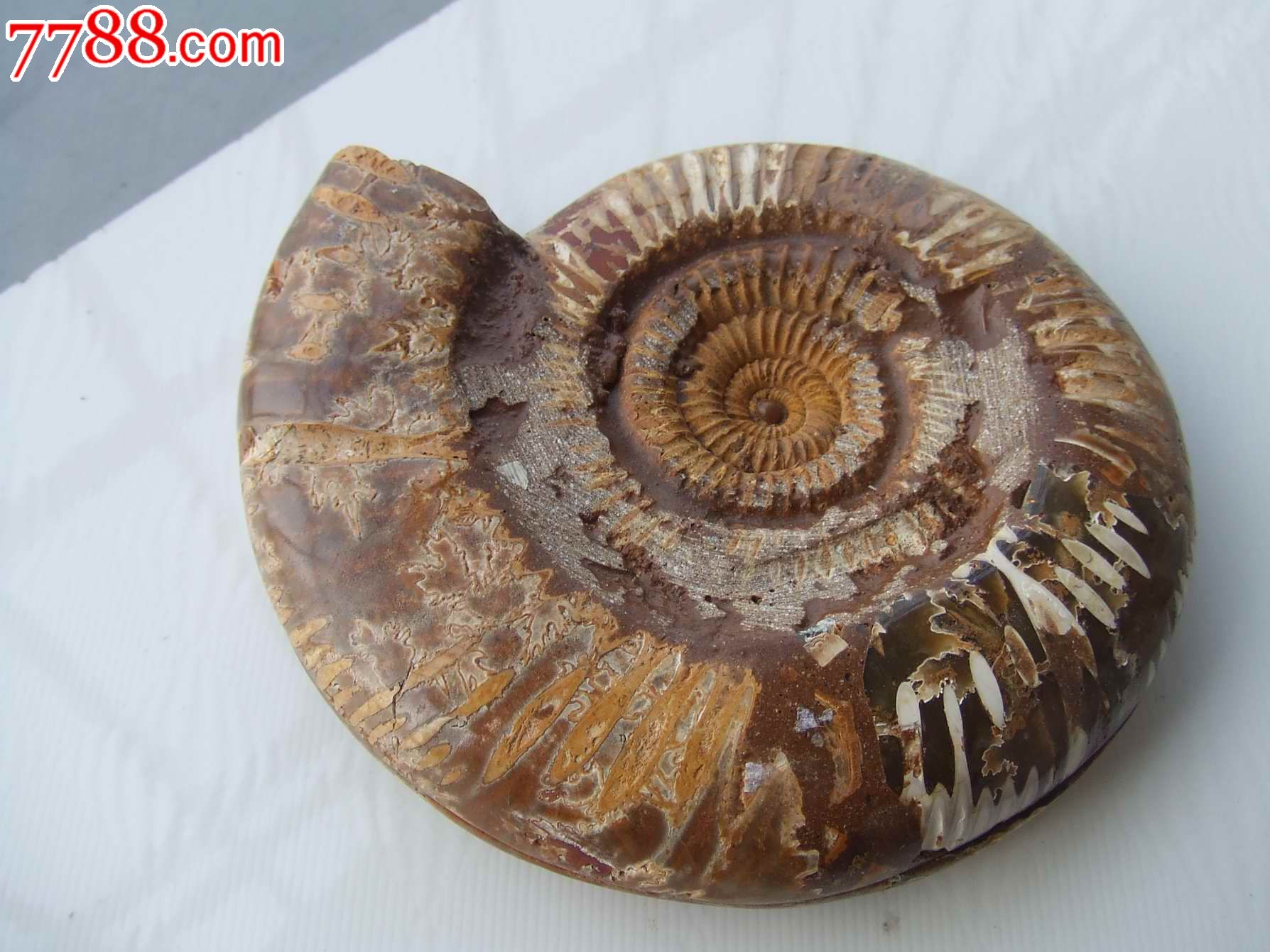 亿万年前甲壳虫化石