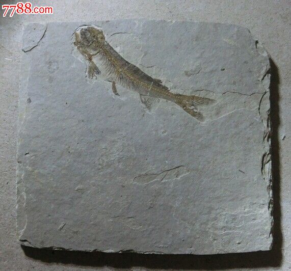 鱼化石1_价格140元_第1张_7788收藏__收藏热线