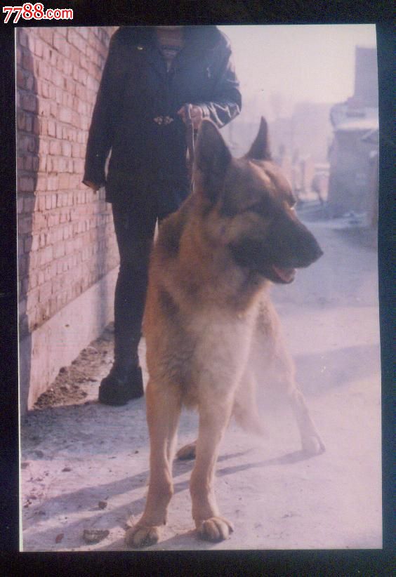 狼狗-价格:5元-se25023485-老照片-零售-7788收藏__收藏热线