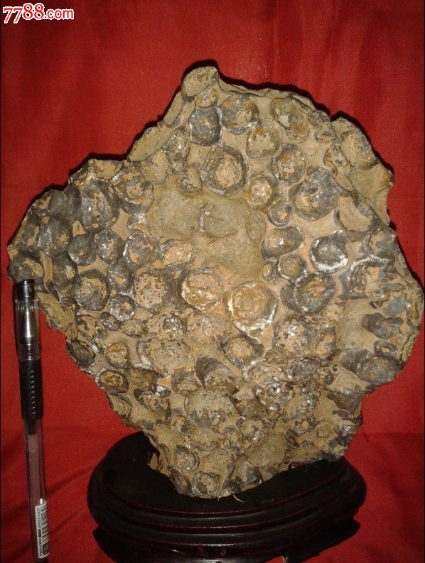 泡沫珊瑚_标本_矿标化石【7788收藏__收藏热线】