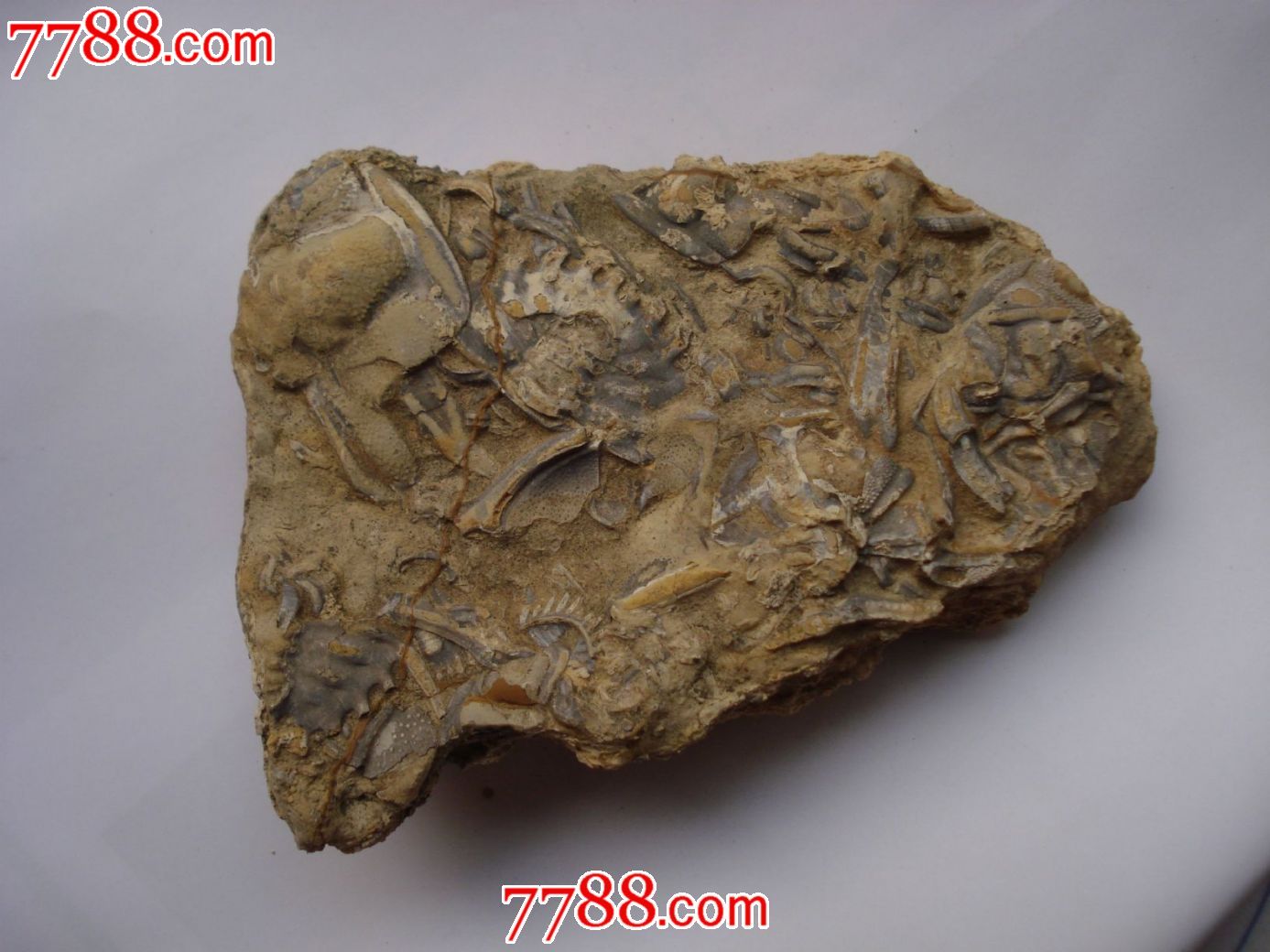 三叶虫化石原石30