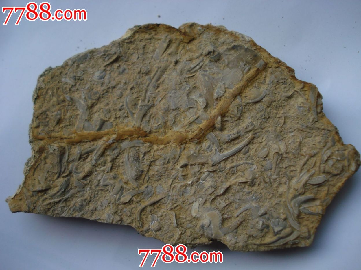 三叶虫化石(原石)-34