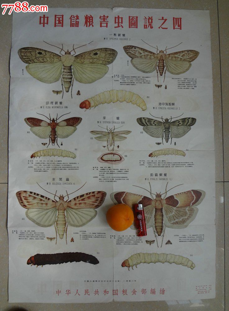 中国储粮害虫图说之4