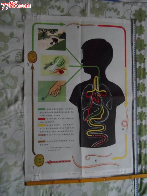 上海教育出版社.蛔虫【2014—10—17】