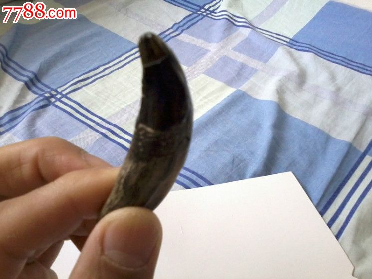 虎牙化石