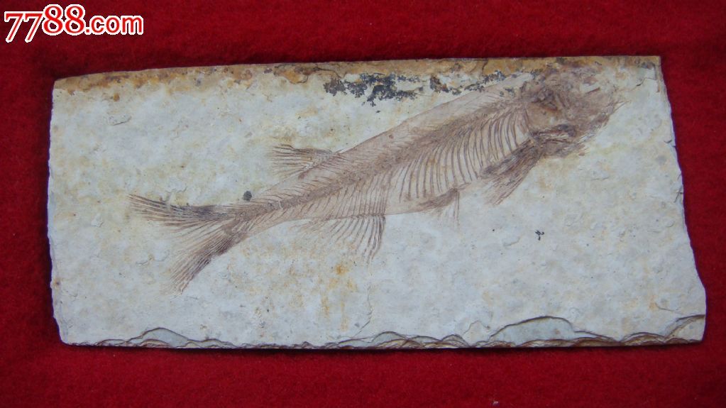 利兹鱼化石图片