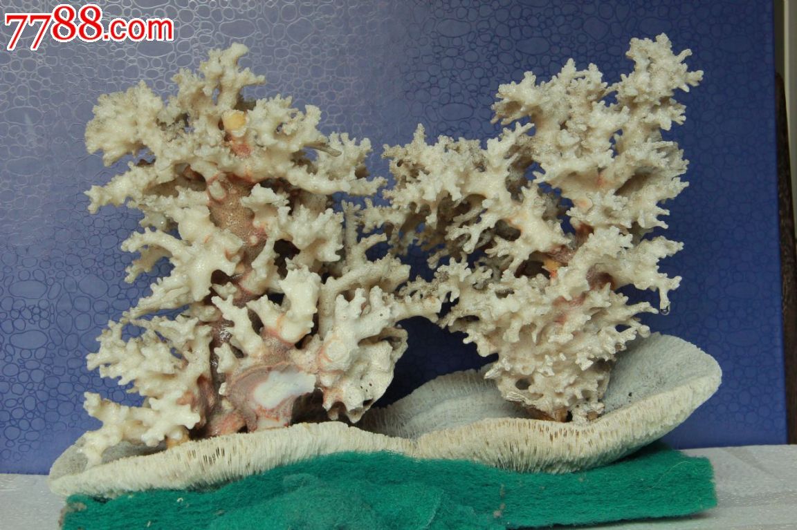 聚宝盆摇钱树白珊瑚