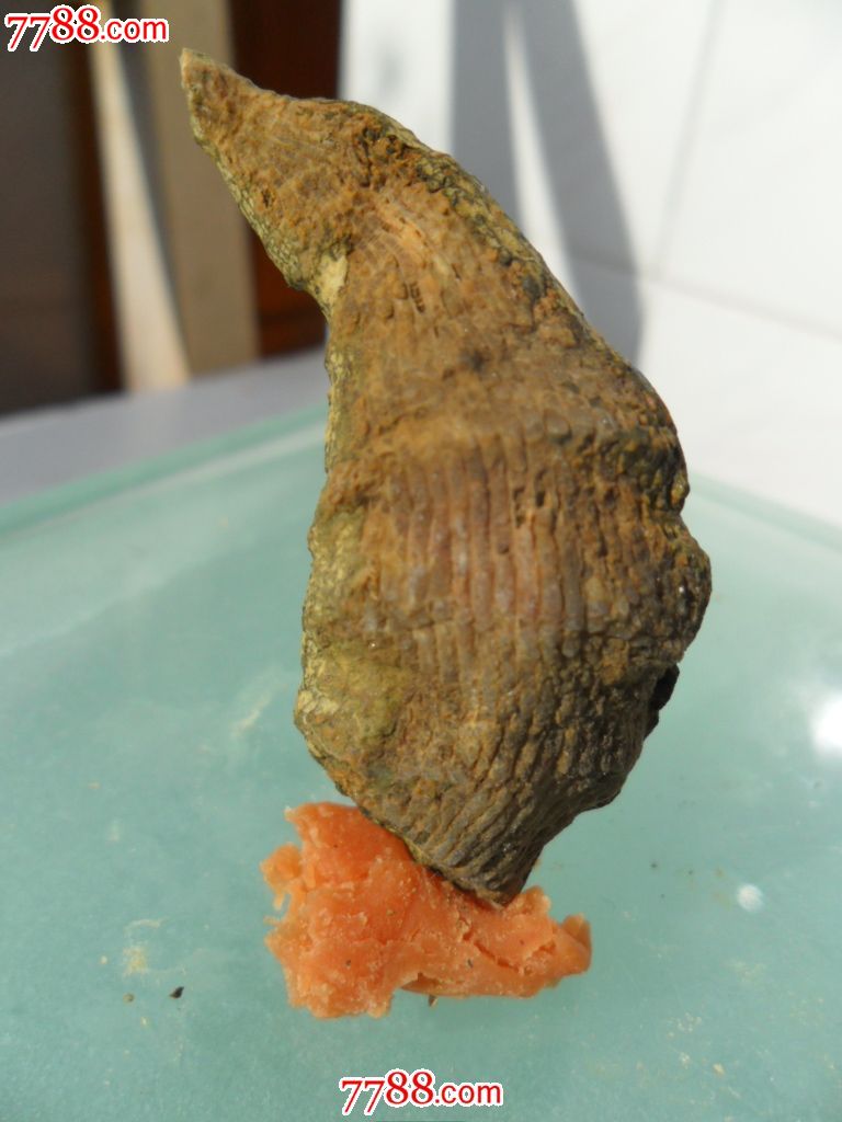 单体珊瑚化石