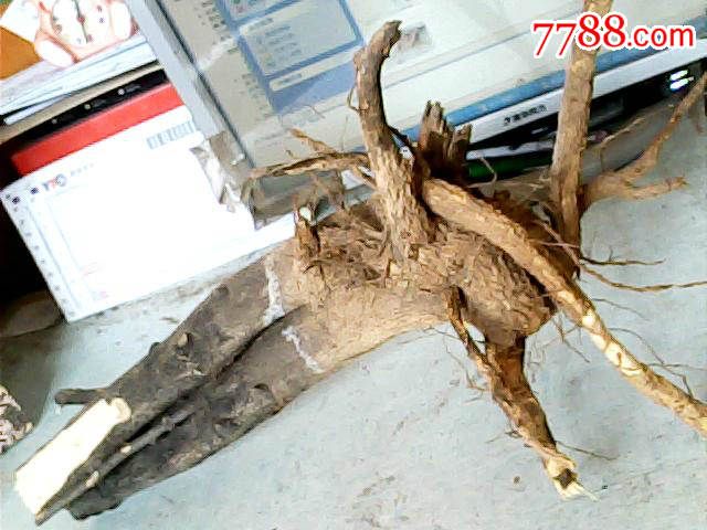 干花椒树根1棵50厘米20厘米6厘米重600克