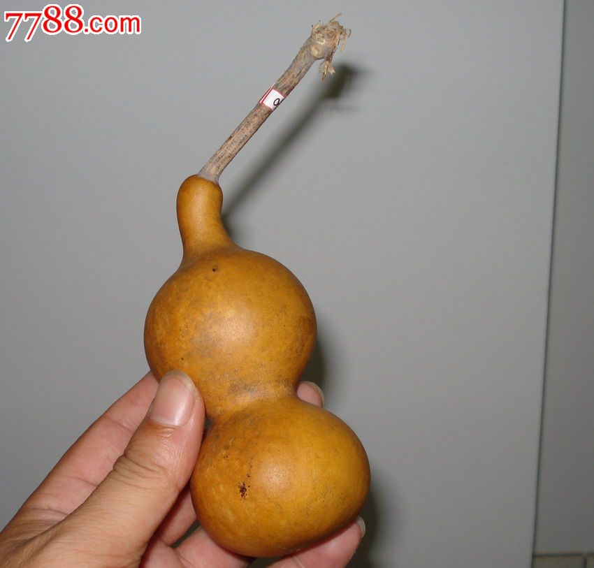 野生把玩小葫芦一只(a1580)