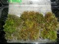 天然原野苔蘚（10盒起拍）_瑞楓貨廊