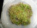 天然原野苔蘚（10盒起拍）_瑞楓貨廊