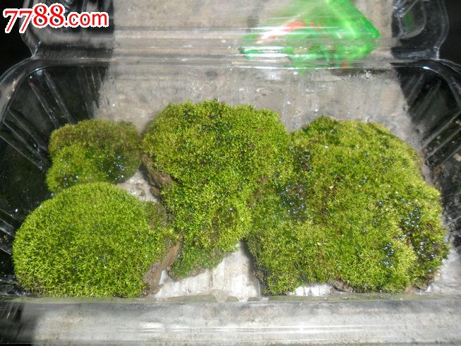 天然原野苔蘚（10盒起拍）_價(jià)格80元【瑞楓貨廊】_第1張_7788收藏__收藏?zé)峋€