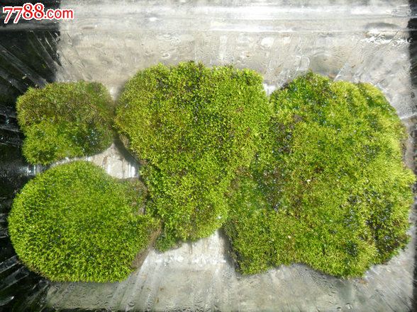 天然原野苔蘚（10盒起拍）_價(jià)格80元【瑞楓貨廊】_第2張_7788收藏__收藏?zé)峋€