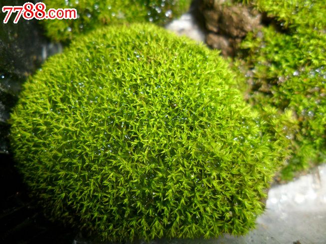 天然原野苔蘚（10盒起拍）_價(jià)格80元【瑞楓貨廊】_第3張_7788收藏__收藏?zé)峋€