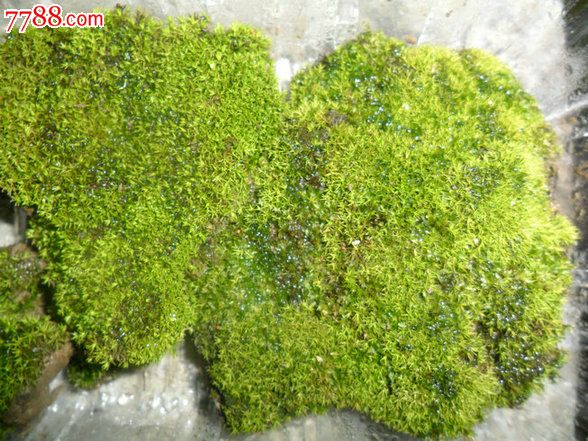 天然原野苔蘚（10盒起拍）_價(jià)格80元【瑞楓貨廊】_第4張_7788收藏__收藏?zé)峋€