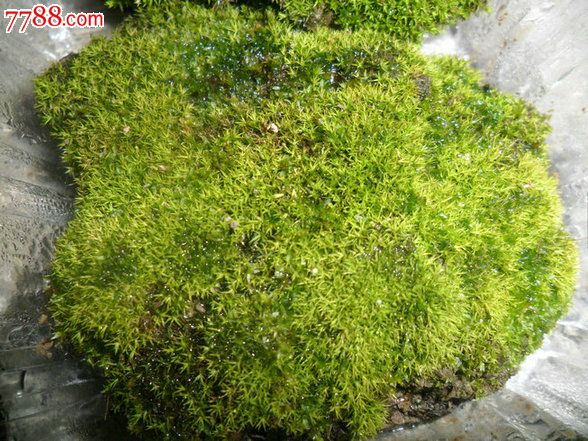天然原野苔蘚（10盒起拍）_價(jià)格80元【瑞楓貨廊】_第5張_7788收藏__收藏?zé)峋€