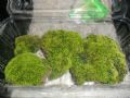 天然原野苔蘚（10盒起拍）(se29793085)_瑞楓貨廊