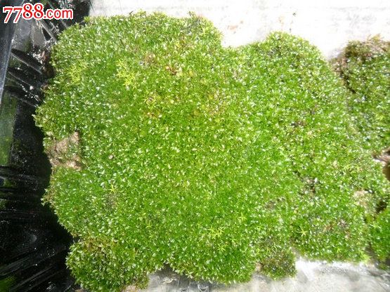 天然原野苔蘚（10盒起拍）翡翠蘚_價(jià)格100元【瑞楓貨廊】_第2張_7788收藏__收藏?zé)峋€(xiàn)