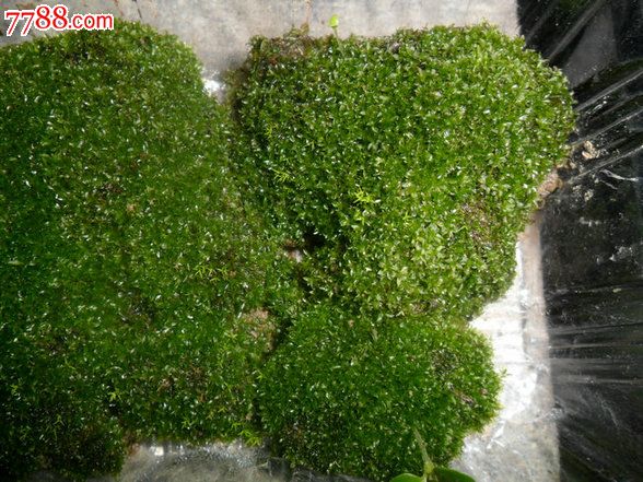 天然原野苔蘚（10盒起拍）翡翠蘚_價(jià)格100元【瑞楓貨廊】_第3張_7788收藏__收藏?zé)峋€(xiàn)