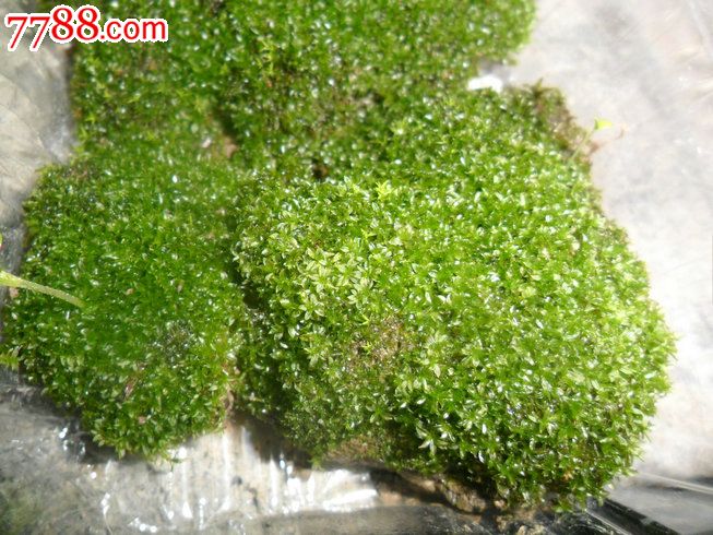 天然原野苔蘚（10盒起拍）翡翠蘚_價(jià)格100元【瑞楓貨廊】_第4張_7788收藏__收藏?zé)峋€(xiàn)