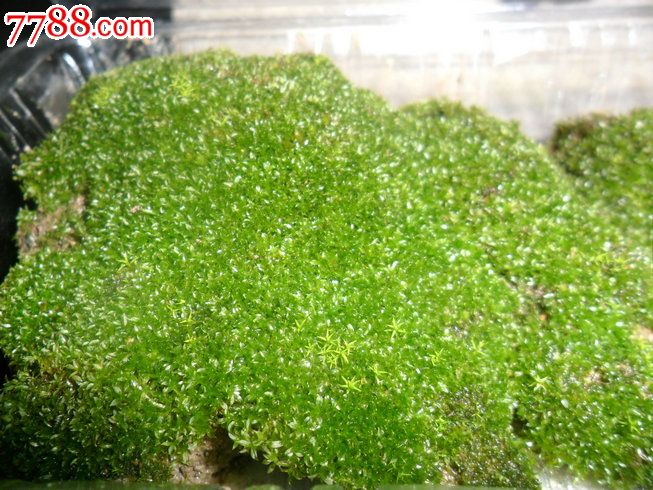 天然原野苔蘚（10盒起拍）翡翠蘚_價(jià)格100元【瑞楓貨廊】_第5張_7788收藏__收藏?zé)峋€(xiàn)