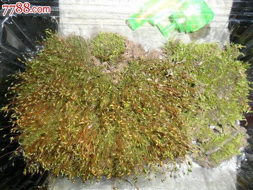 天然原野苔蘚（10盒起拍）翡翠蘚_價(jià)格100元【瑞楓貨廊】_第1張_7788收藏__收藏?zé)峋€