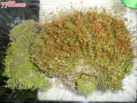 天然原野苔蘚（10盒起拍）翡翠蘚_價(jià)格100元【瑞楓貨廊】_第2張_7788收藏__收藏?zé)峋€