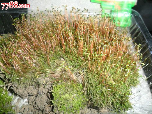 天然原野苔蘚（10盒起拍）翡翠蘚_價(jià)格100元【瑞楓貨廊】_第3張_7788收藏__收藏?zé)峋€