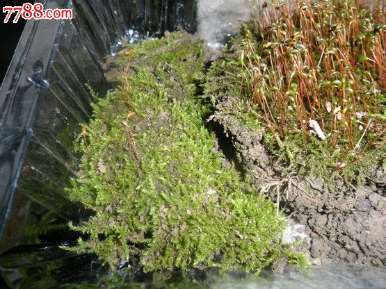 天然原野苔蘚（10盒起拍）翡翠蘚_價(jià)格100元【瑞楓貨廊】_第4張_7788收藏__收藏?zé)峋€