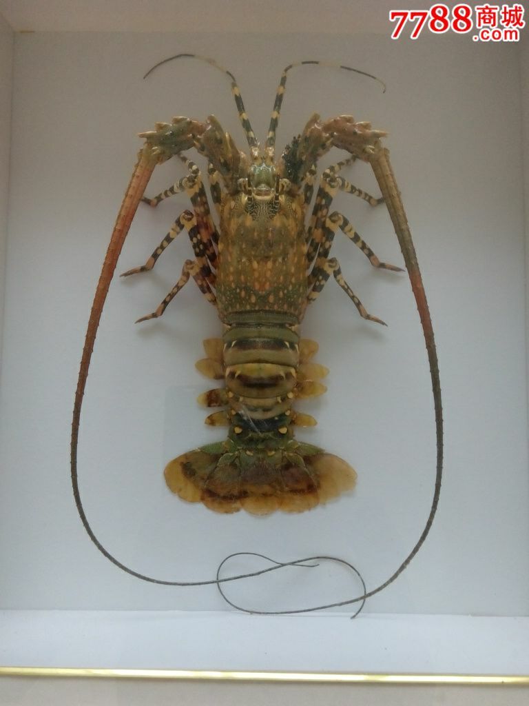 龙虾标本3000印度尼西亚标本_其他标本_作品欣赏_收藏价值_7788书法收