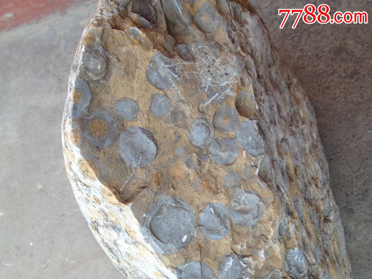 金钱石摆件;28厘米*18厘米*11厘米重28市斤