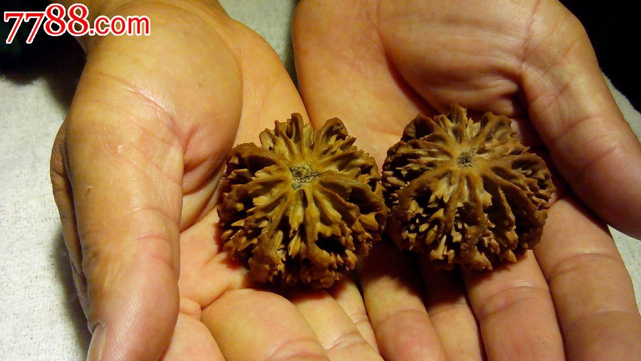 陕西灯笼,秦岭野生核桃,精品配对文玩核桃,少见