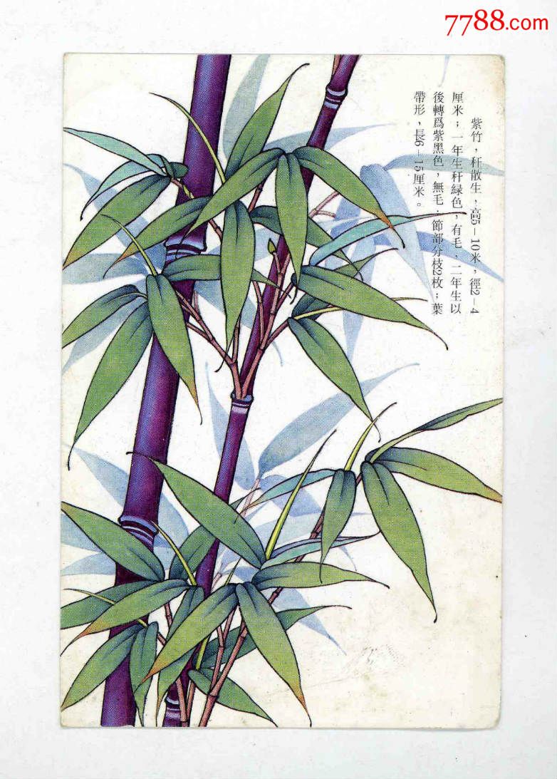 *竹子*.美图一枚